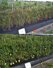 Tomato plants