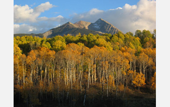 Photo of a forest with mountains in the background.