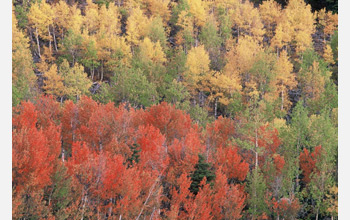 Photo of a forest of deciduous trees.