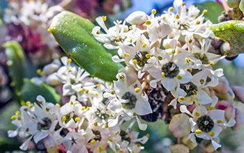 chaparral plant species