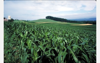 Cell walls keep these corn plants healthy and standing tall