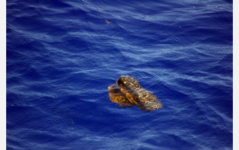 Photo of a hiking boot floating in the North Atlantic subtropical gyre.