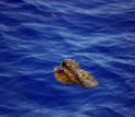 Photo of a hiking boot floating in the North Atlantic subtropical gyre.