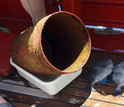 Photo of two triggerfish caught far from their natural range with the plastic bucket.