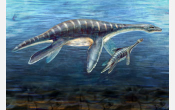 Artist's depiction of how a mother and juvenile plesiosaur probably looked