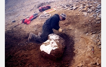 A researcher carefully excavates a fossilized juvenile plesiosaur on Vega Island, Antarctica.