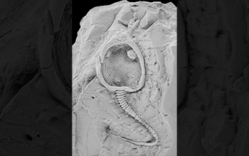 A fossilized pleurocystitid, a marine organism that went extinct nearly 450 million years ago