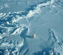 Photo of a lone polar bear on Arctic ice.