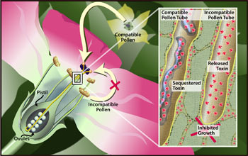 Plants have a molecular recognition system to prevent inbreeding.