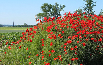 Chemists have created a synthetic version of a rare extract from poppy plants.