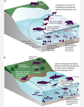 ecological interactions influenced by sea ice