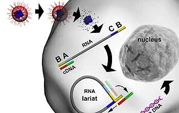 a virus infecting a cell