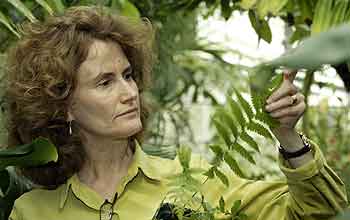 Kathleen Pryer and ferns