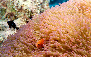 A still photo of coral reef