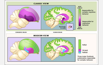 Illustration comparing views of avian brain