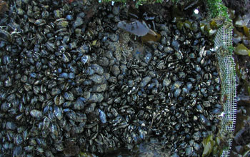an intertidal zone with many seastars.