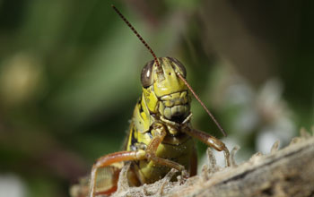 Photo of a grasshopper.
