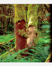 Photo of moss stripped from a tree.