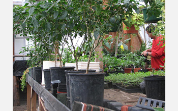 Photo of a Cedar Creek inmate and researcher in the Moss-in-Prisons project tending the garden.