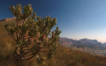 Photo of a large protea flower.