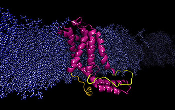 computational model YidC2 protein embedded cell membrane