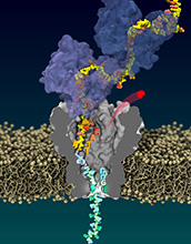 High-fidelity reading of single protein composition by pulling the same protein through a nanopore.