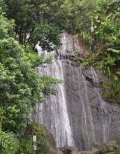 Waterfalls surrounded by trees