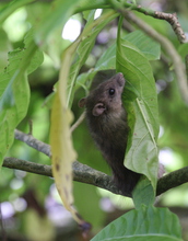 Rat in a Pisonia tree at Palmyra Atoll.