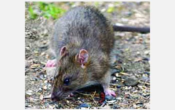 three quarters profile view of an adult Norway rat