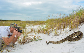 Mark Margres photographs an Eastern Diamondback Rattlesnake