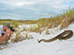 Mark Margres photographs an Eastern Diamondback Rattlesnake