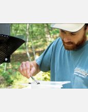 A researcher extracts an adult red oak borer beetle from a tree in Arkansas for later examination