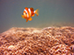 an adult yellowtail clownfish