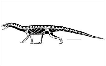 Reconstruction of the skeleton of <em>T. rhadinus.</em>