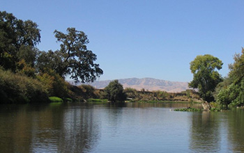 Riverbank woodlands along the lower Tuolumne River near Merced, California.