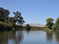 Riverbank woodlands along the lower Tuolumne River near Merced, California.