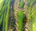 Photo of the Agua Fria River in Yauapai County, Arizona.