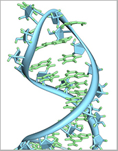 a hairpin loop from a pre-mRNA