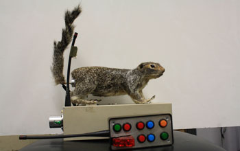 Robot That Mimics Squirrels