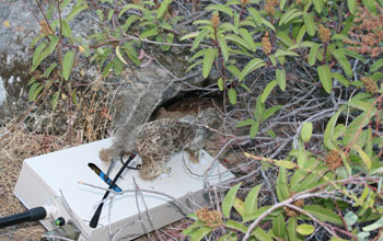 Robosquirrel presented to a rattlesnake