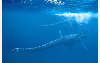 Aquatic dinosaurs, called plesiosaurs, apparently used all four appendages for swimming.