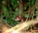 Photo of an agouti wearing a radio-collar.