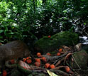 Photo of black palm seeds.