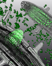 Micrographs of plant roots with highlighted proteins that initiate plants' light responses.