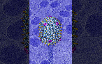 This figure shows the capsid, or outer shell, of a virus called bacteriophage T4