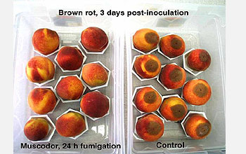 Treated peaches look healthy; untreated peaches covered in moldy residue.