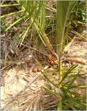 Palm nuts at ground level