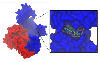 protein structure