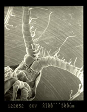 Micrograph of antennule of the female subtropical predatory pelagic copepod