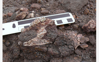 Photo of the palate and upward-facing teeth of a 29-28 million year old primate fossil.